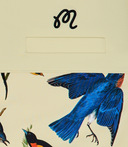 Veste Birds of Georgia - Aloe wash & imprimé oiseaux